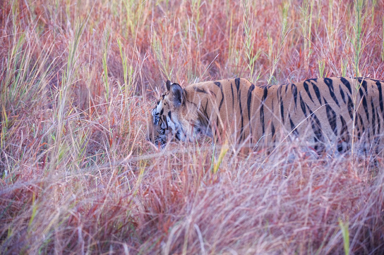 Panthera-tigris-tigris