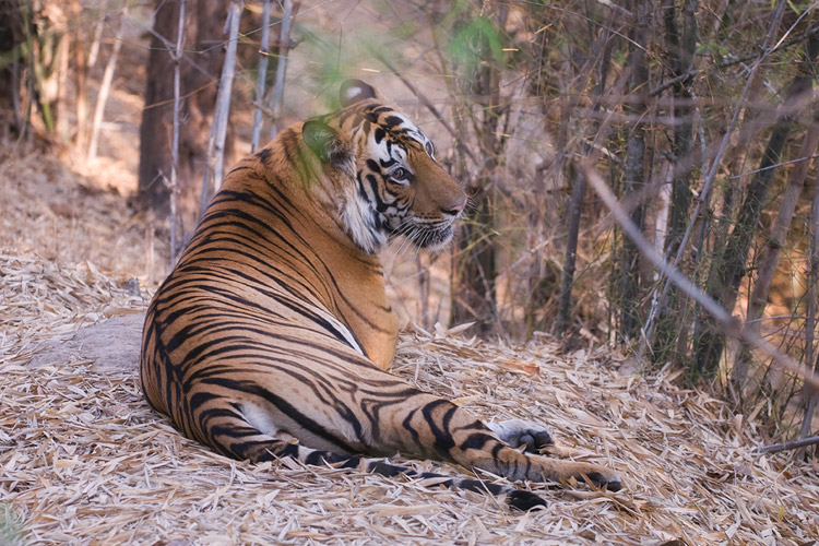 Panthera-tigris-tigris