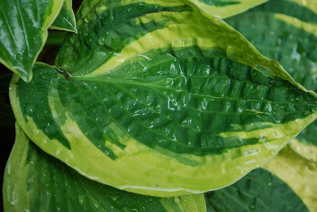 Hosta Leaf In Rainshower