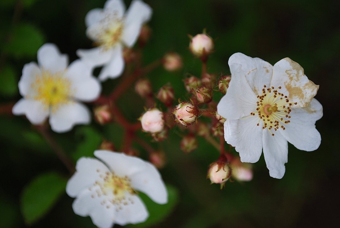 Wild Roses Gone Wild