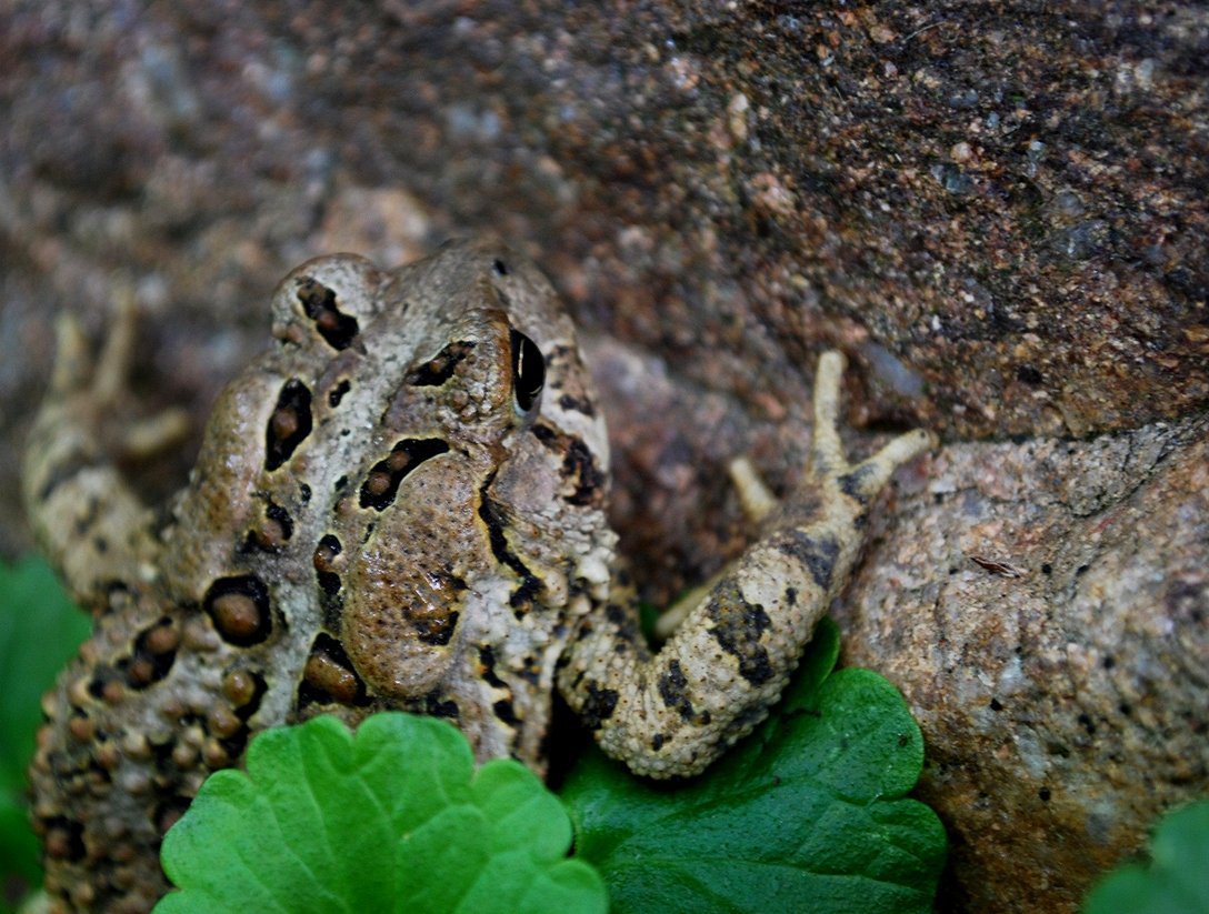 Climbing The Walls