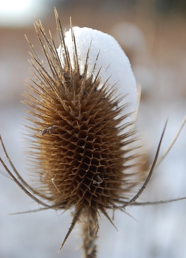 Still Spiky