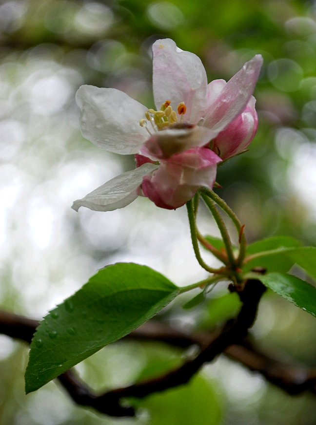 Apple Blossom, Hiding Out From the Rain