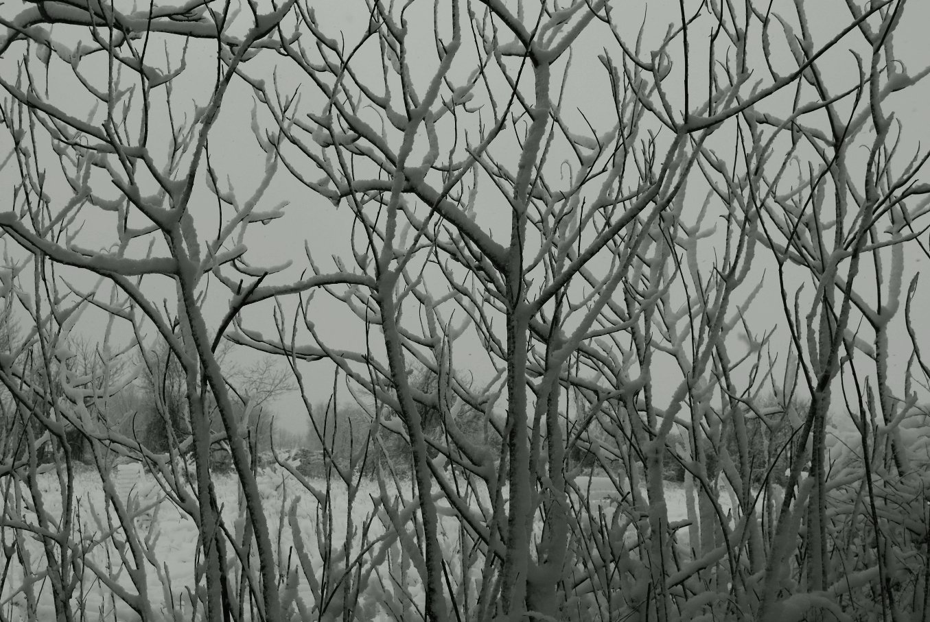 Snowy Sumac