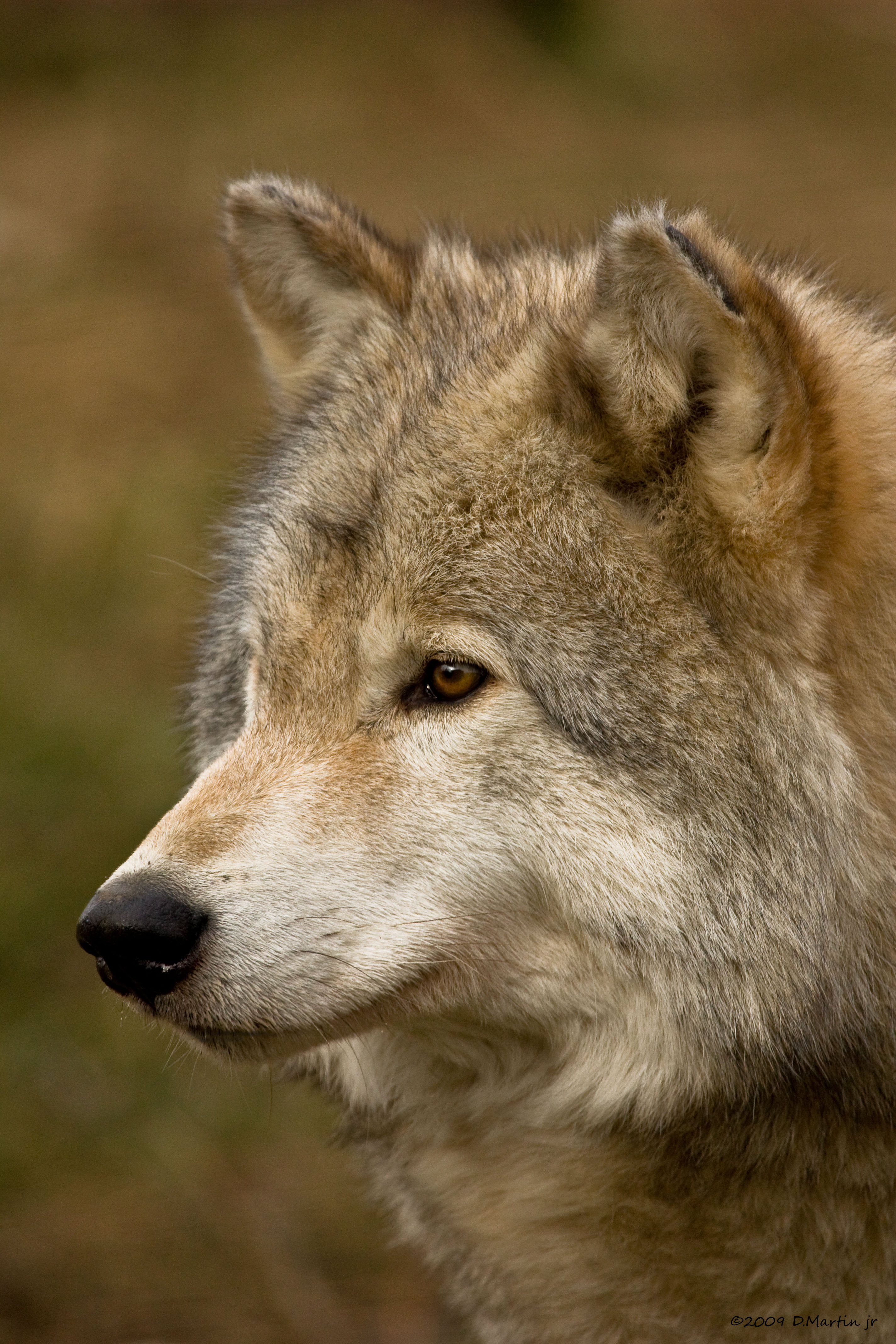 Loup / Wolf