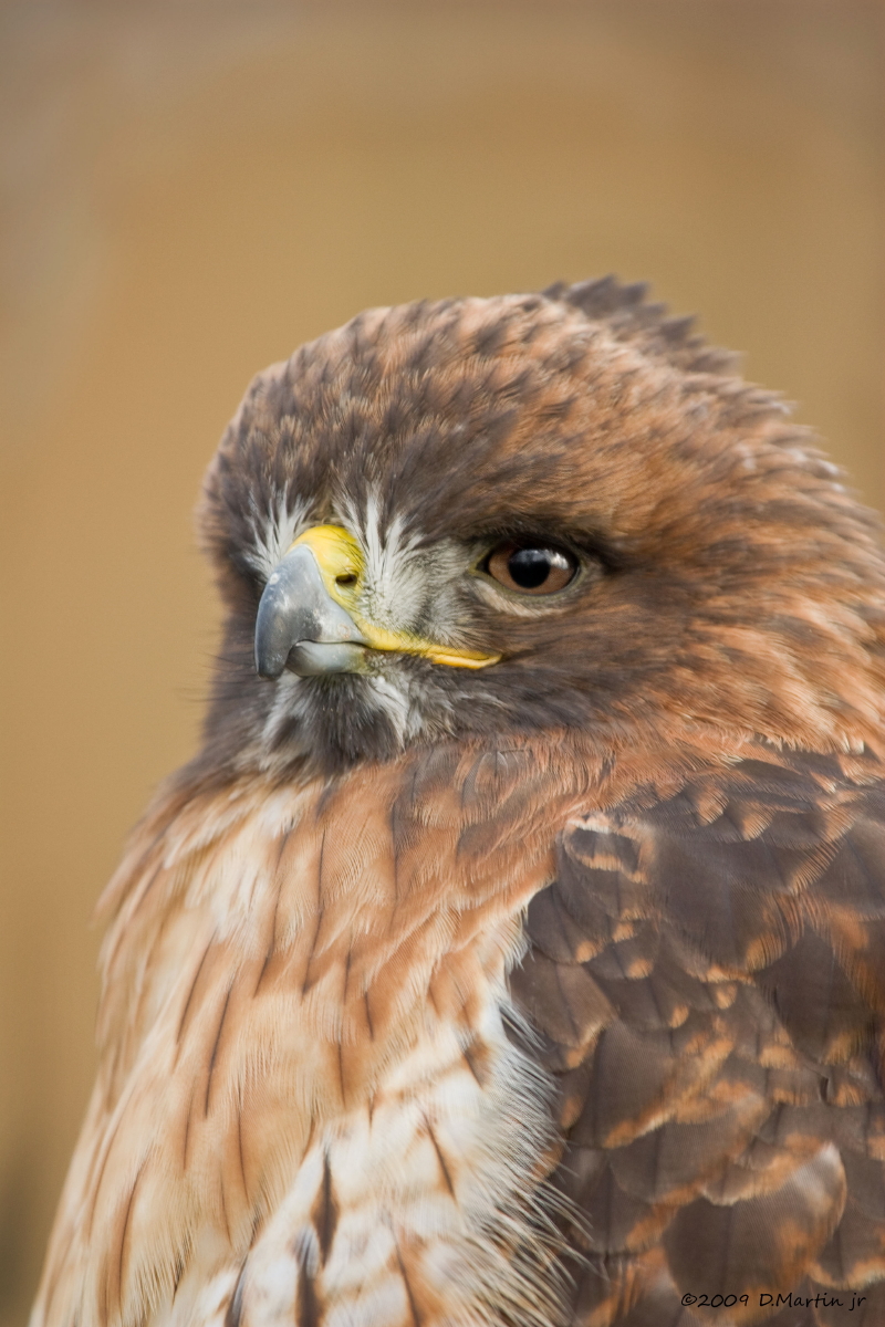 Buse  queue rousse / Red-tailed Hawk