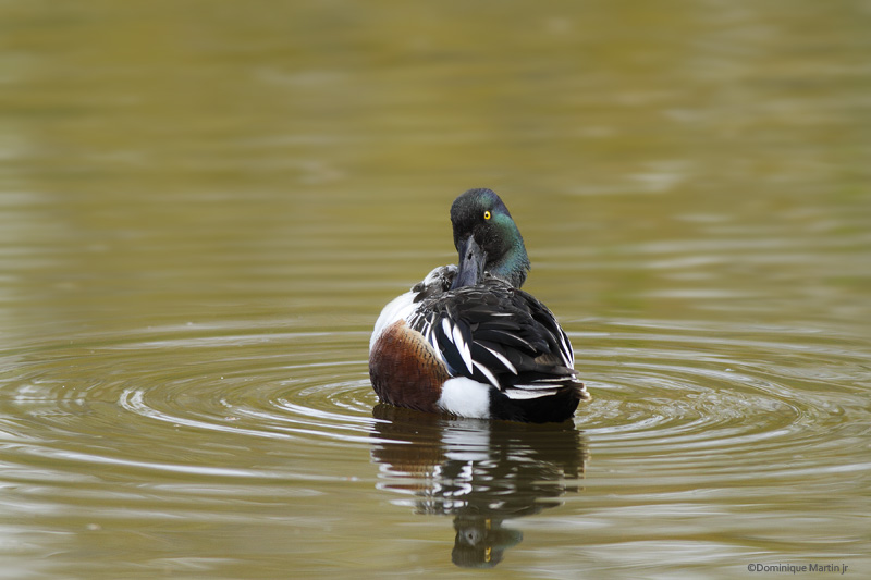 Canard Souchet / Northern Shoveler 4777