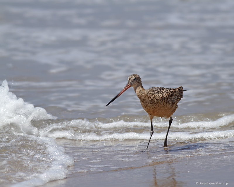 Barge Marbre / Marbled Godwit 3978
