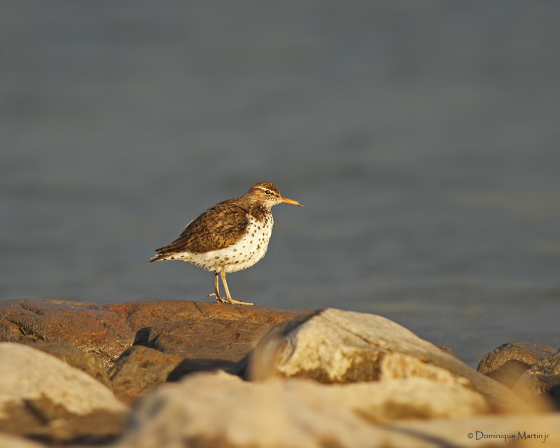 Chevalier Grivel / Spotted Sandpiper 6620