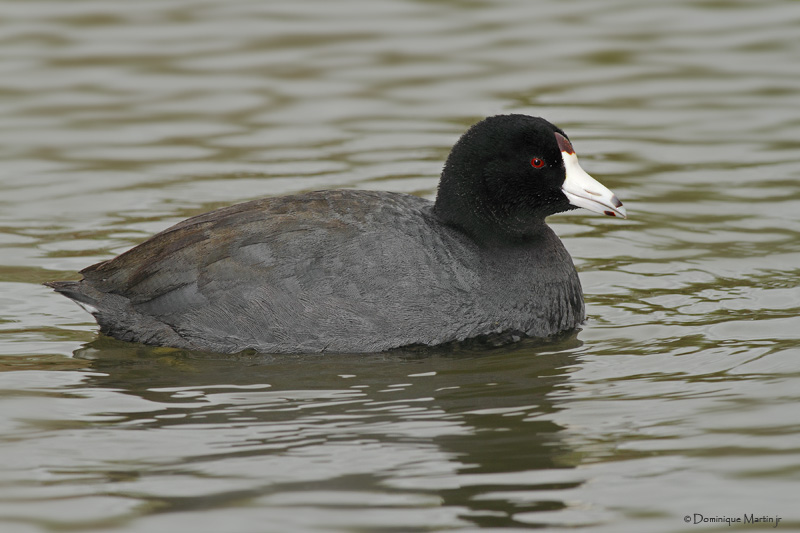 Foulque dAmrique / American Coot 4349
