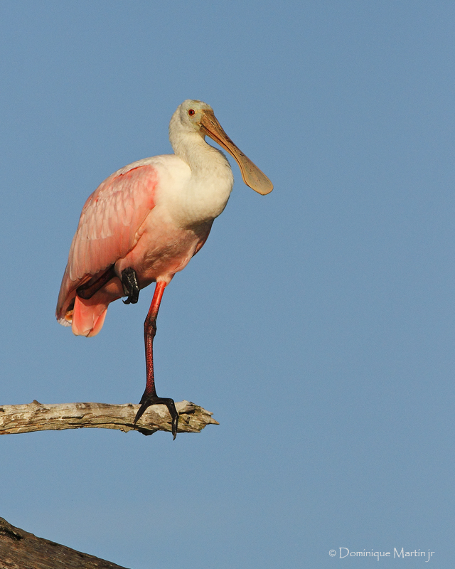 Spatule Rose / Roseate Spoonbill  8565