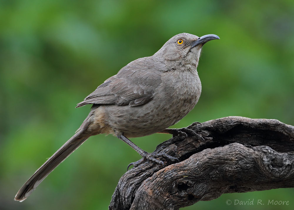 Curve-billed Thrasher