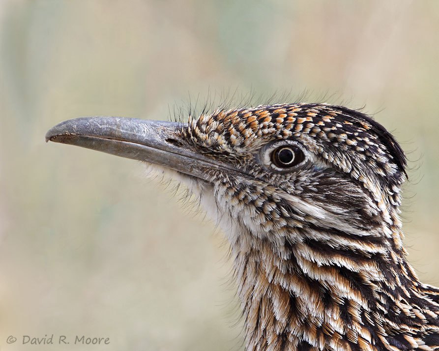 Greater Roadrunner