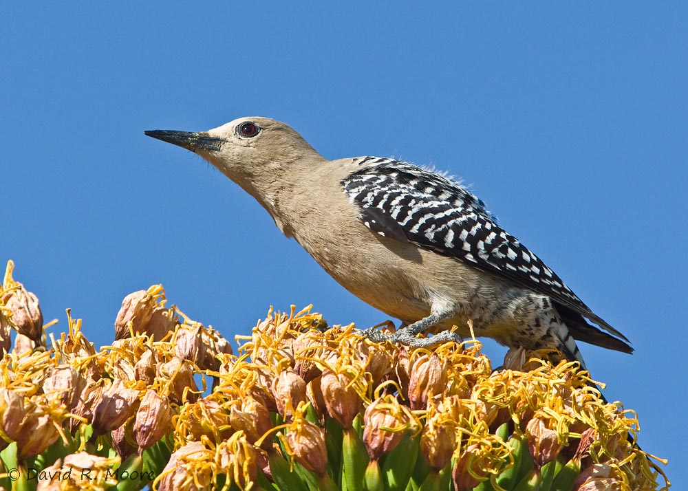 Gila Woodpecker