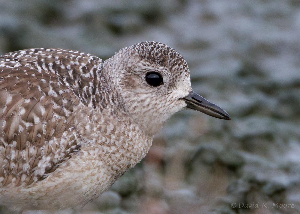 Black-bellied Plover