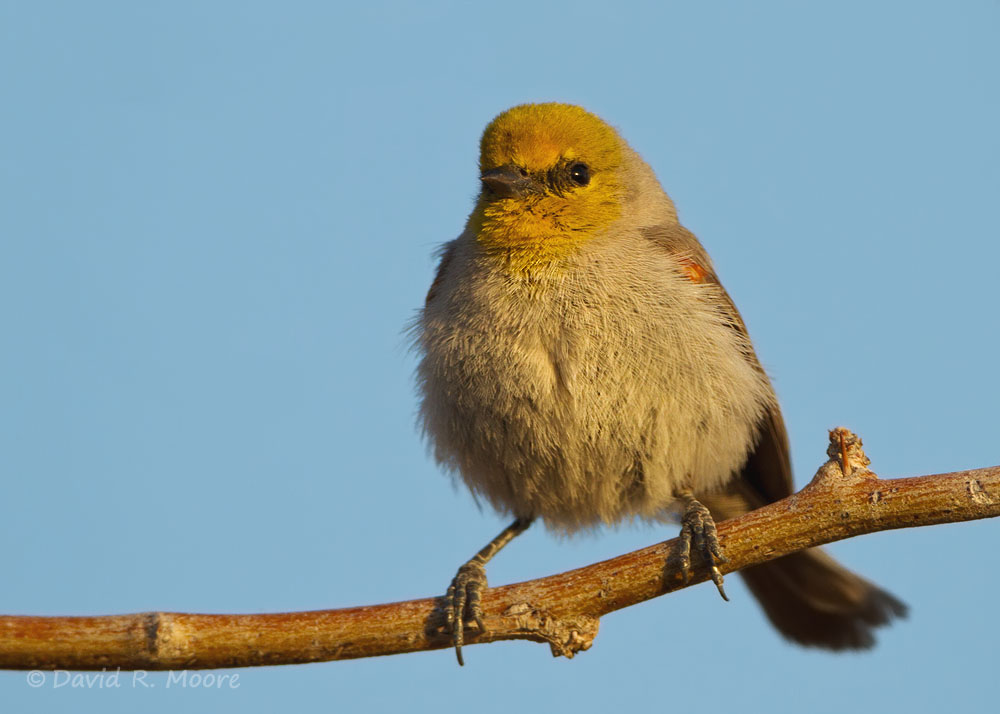 Verdin