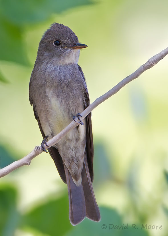 Western Wood-Pewee