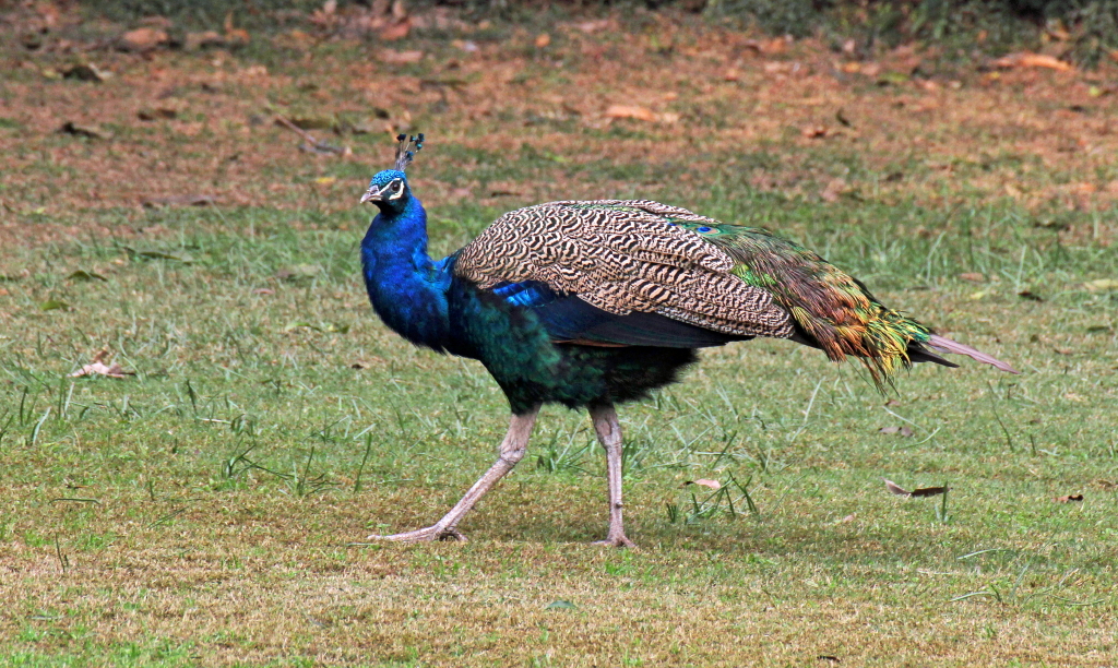 Peacock - 53 012