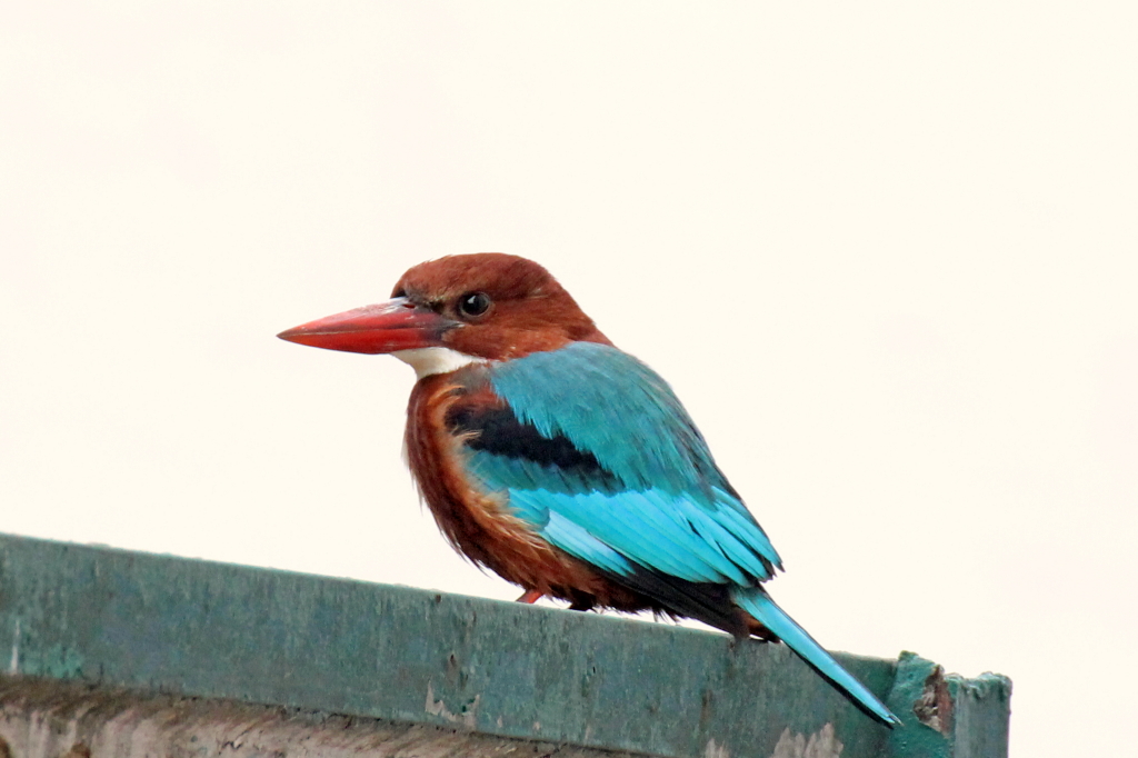 White-throated Kingfisher - 55 002