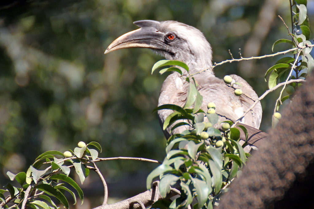 Indian Grey Hornbill - 65 083