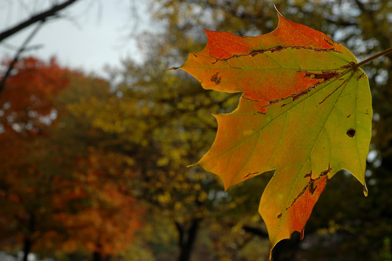 Maple leaf rag ii
