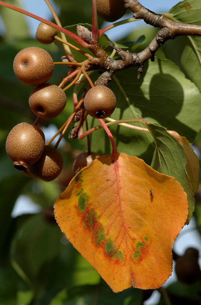 Bradford pear