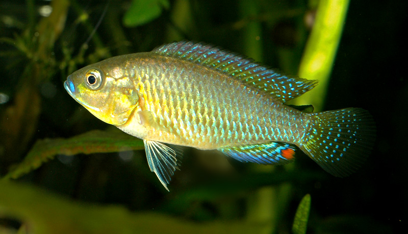 Pseudocrenilabrus multicolor Victoriae