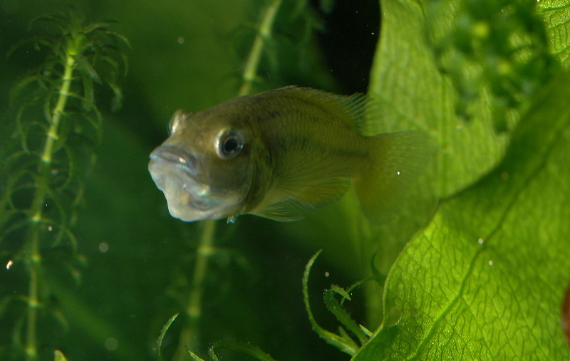 Female Pseudocrenilabrus multicolor Victoriae, with fry