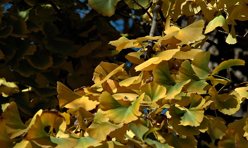 gingko butterflies
