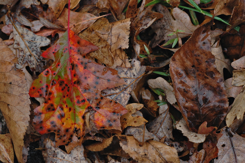 A tale of two leaves