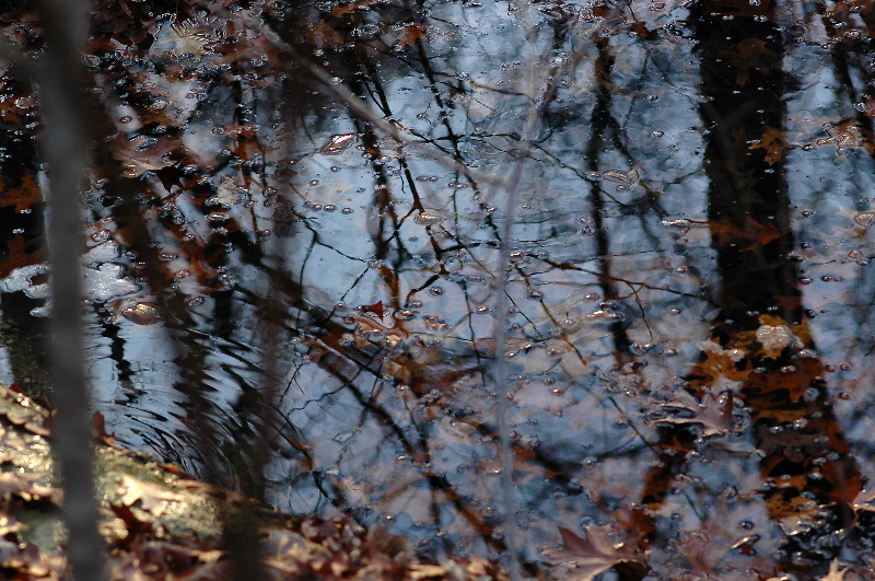 Reflections of the woods