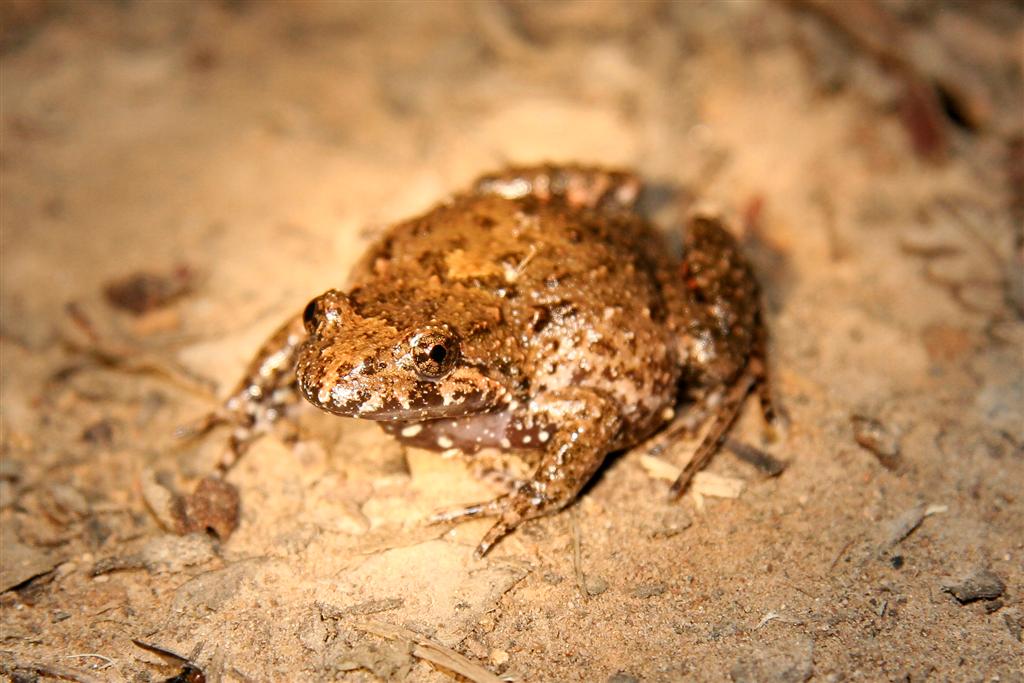 Tusked Frog