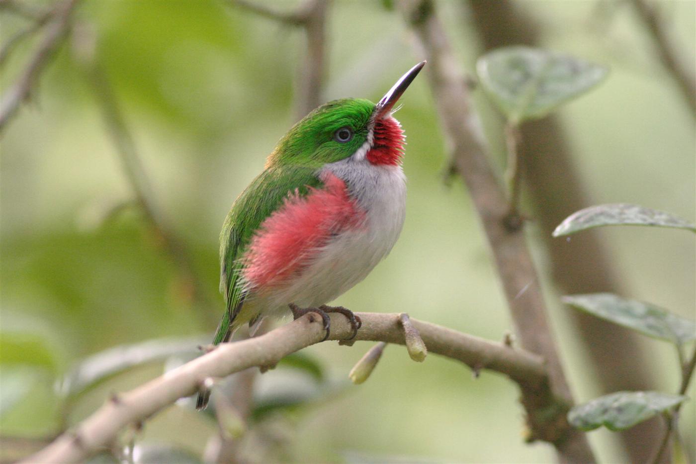 Narrow-billed Tody