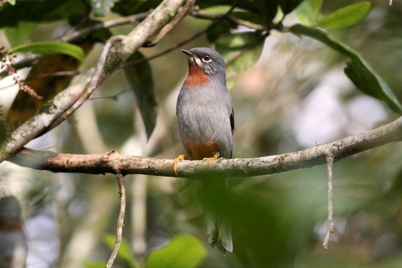 Rufous-throated Solitaire