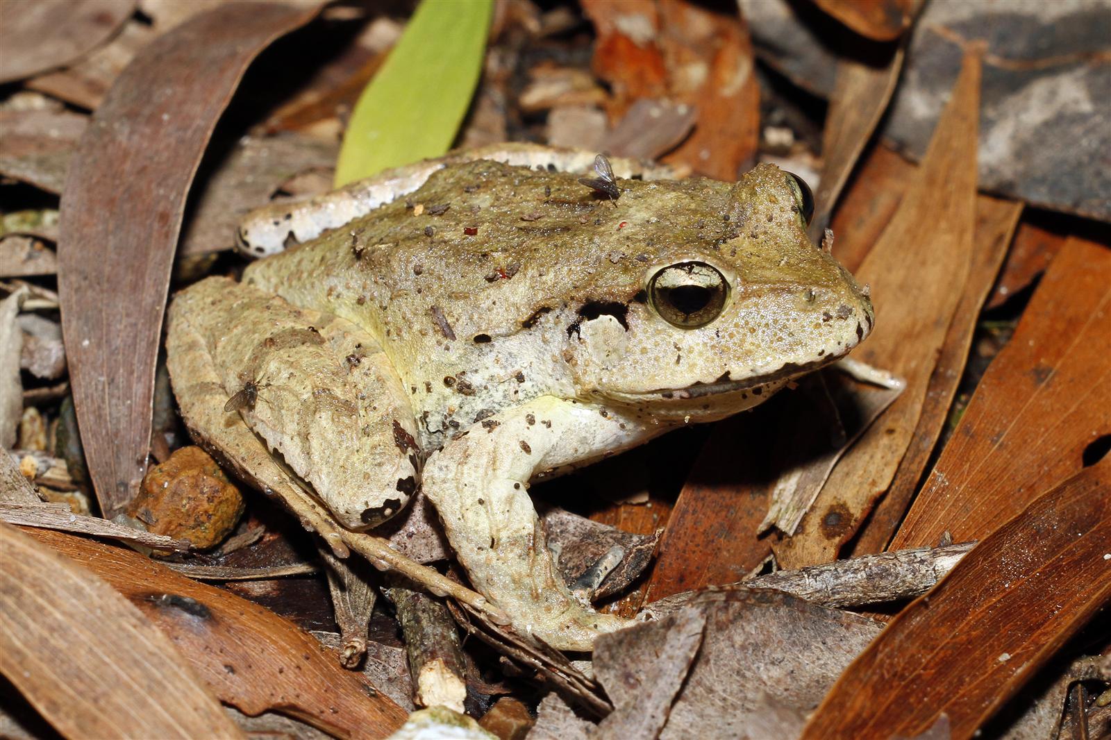 Fletchers Frog