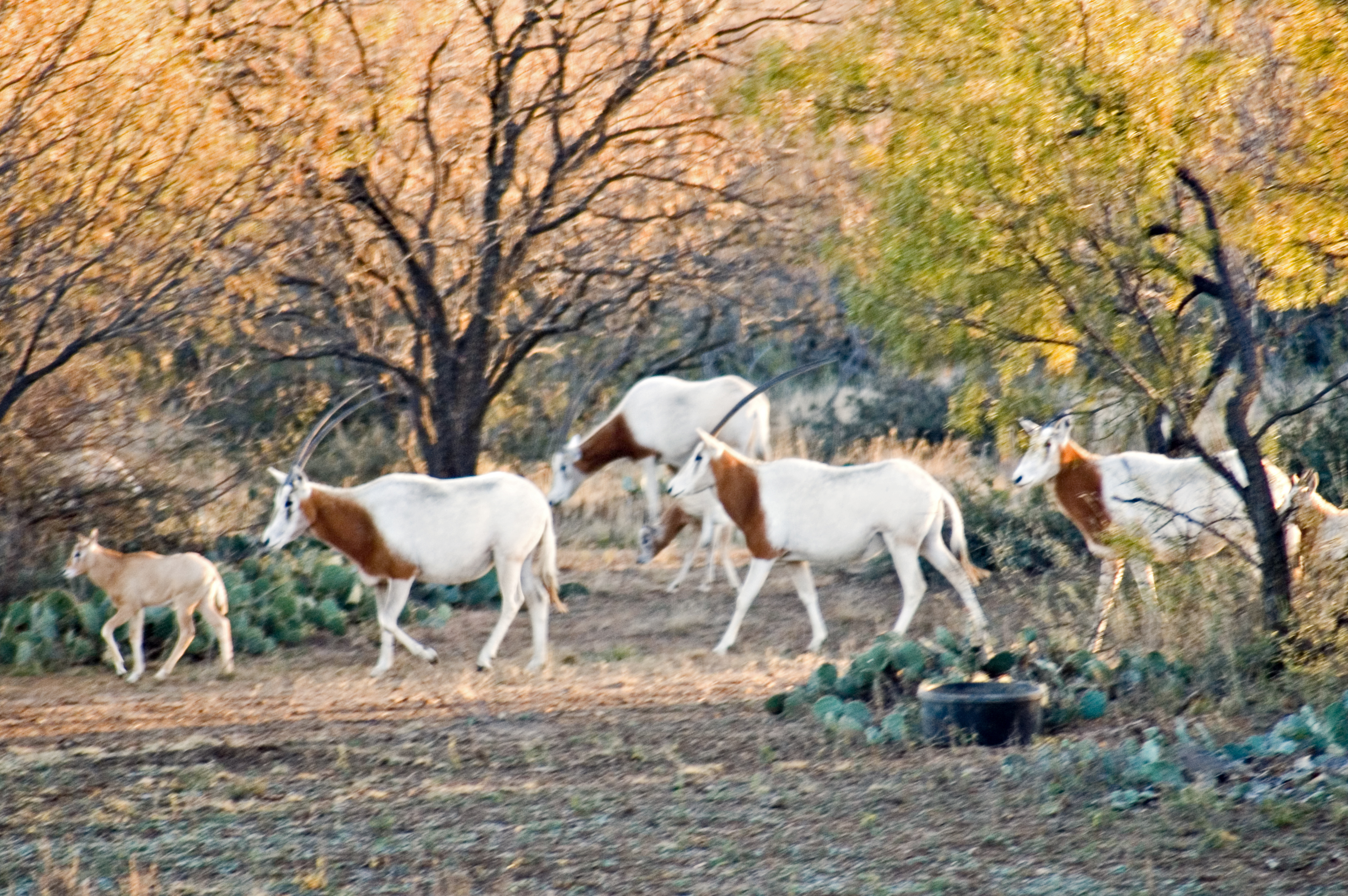 Scimitar-Horned Oryx