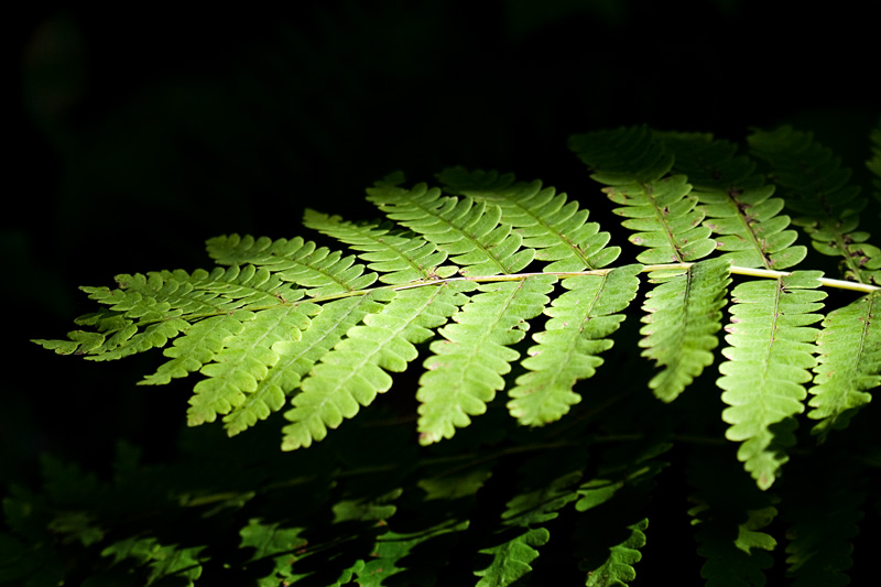 Ferns