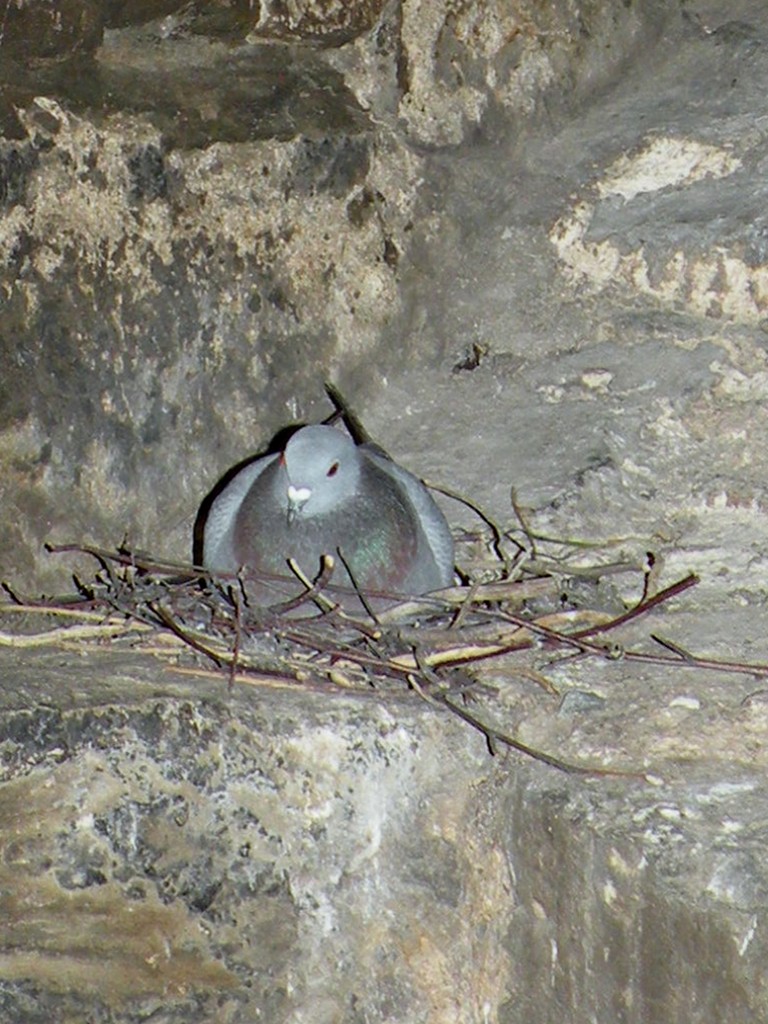 Conwy Castle Resident