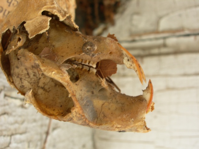 DSCN6890.JPG