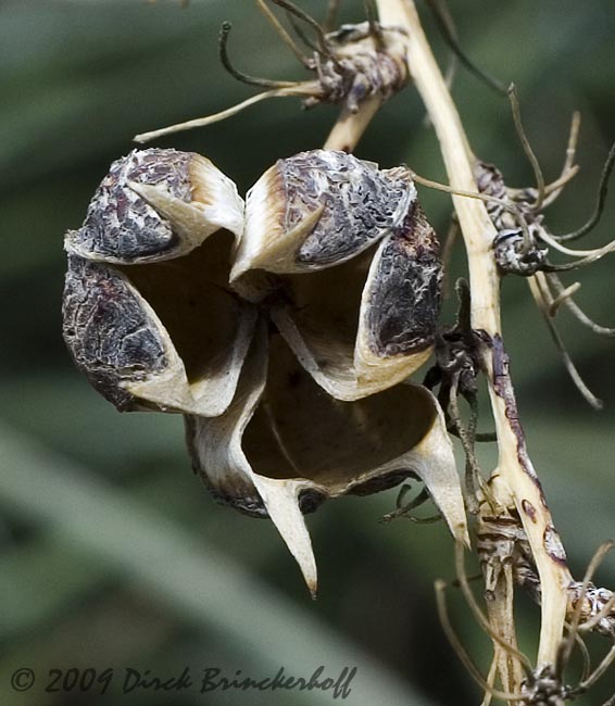 20090830 Scenes 009Pods.jpg