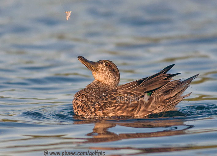 Green-Winged Teal (juvenile) chasing insect