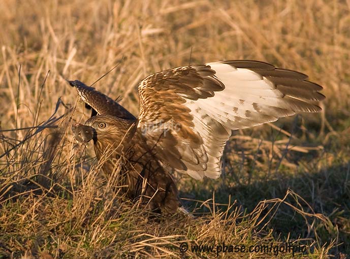 Rough-legged Hawk (a successful hunt)