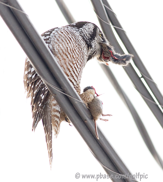 Hawk Owl.  Off with its head.