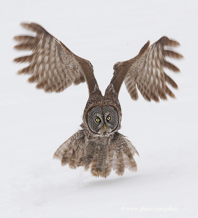 Great Gray Owl