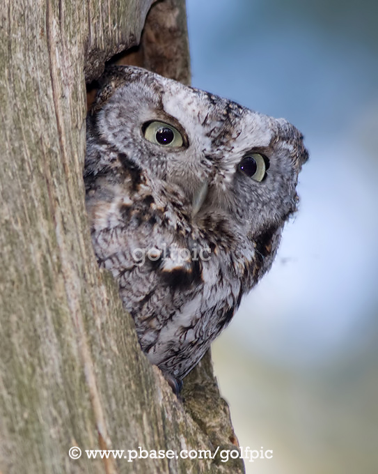 Eastern Screech Owl