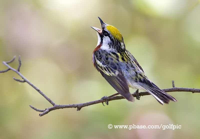Chestnut-sided Warbler