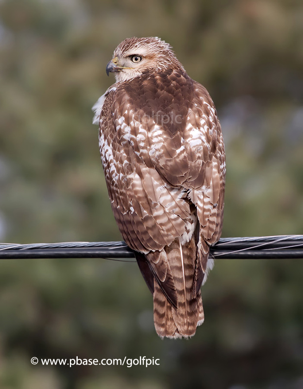 Redtail Hawk (juvenile)