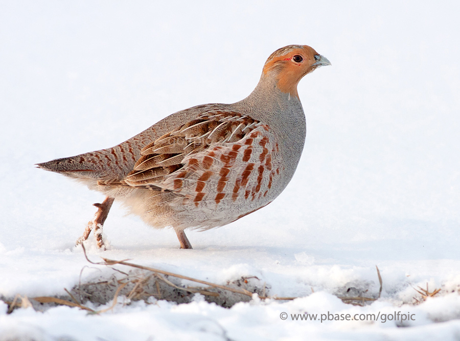 Gray Partridge