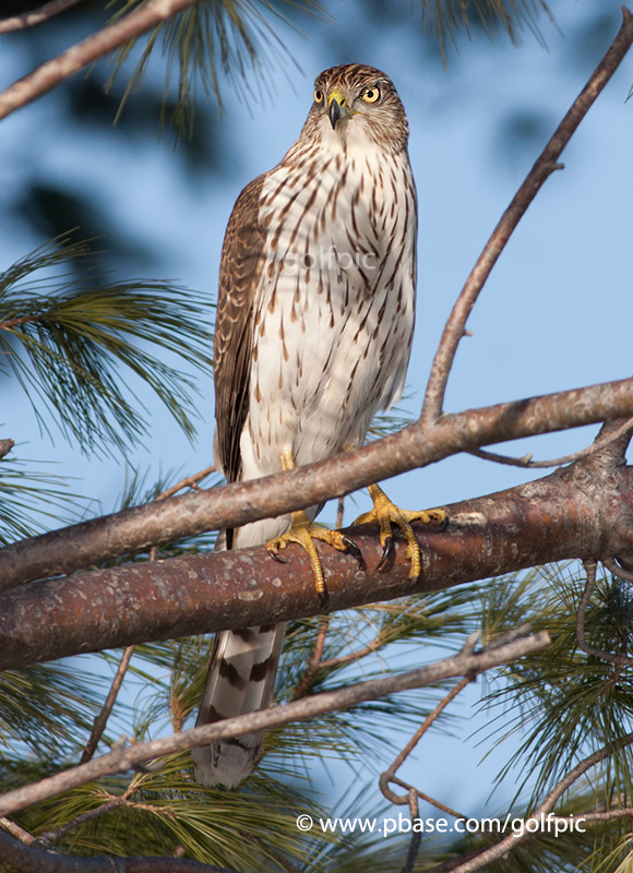 Coopers Hawk (juvenile)