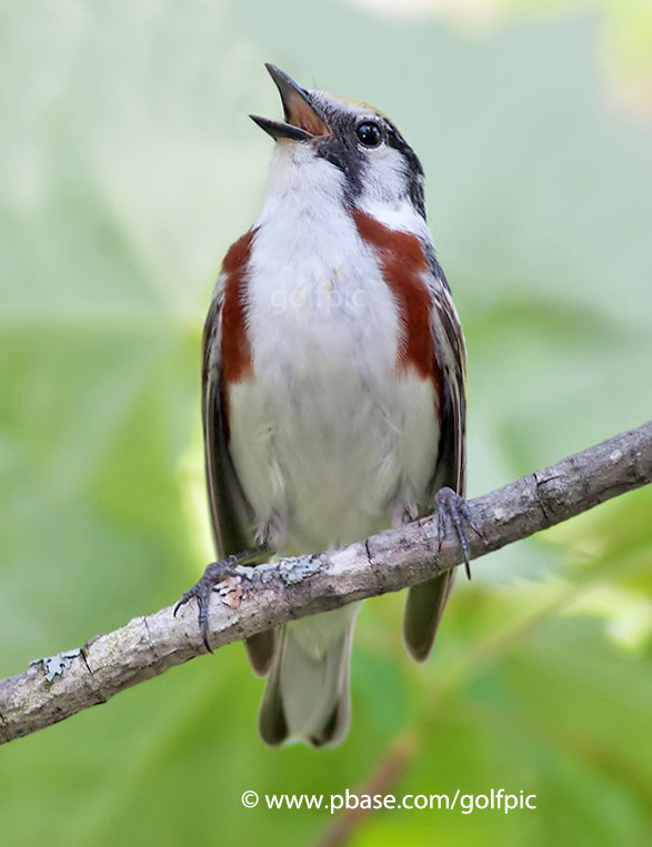 Chestnut-Sided Warbler